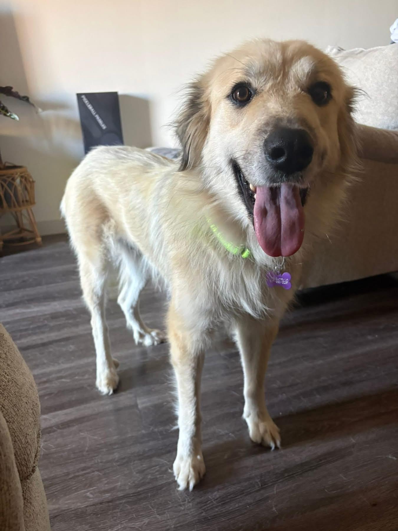 Enlarge Daisy, a ADOPTABLE mixed breed in Southlake, TX image 6/6