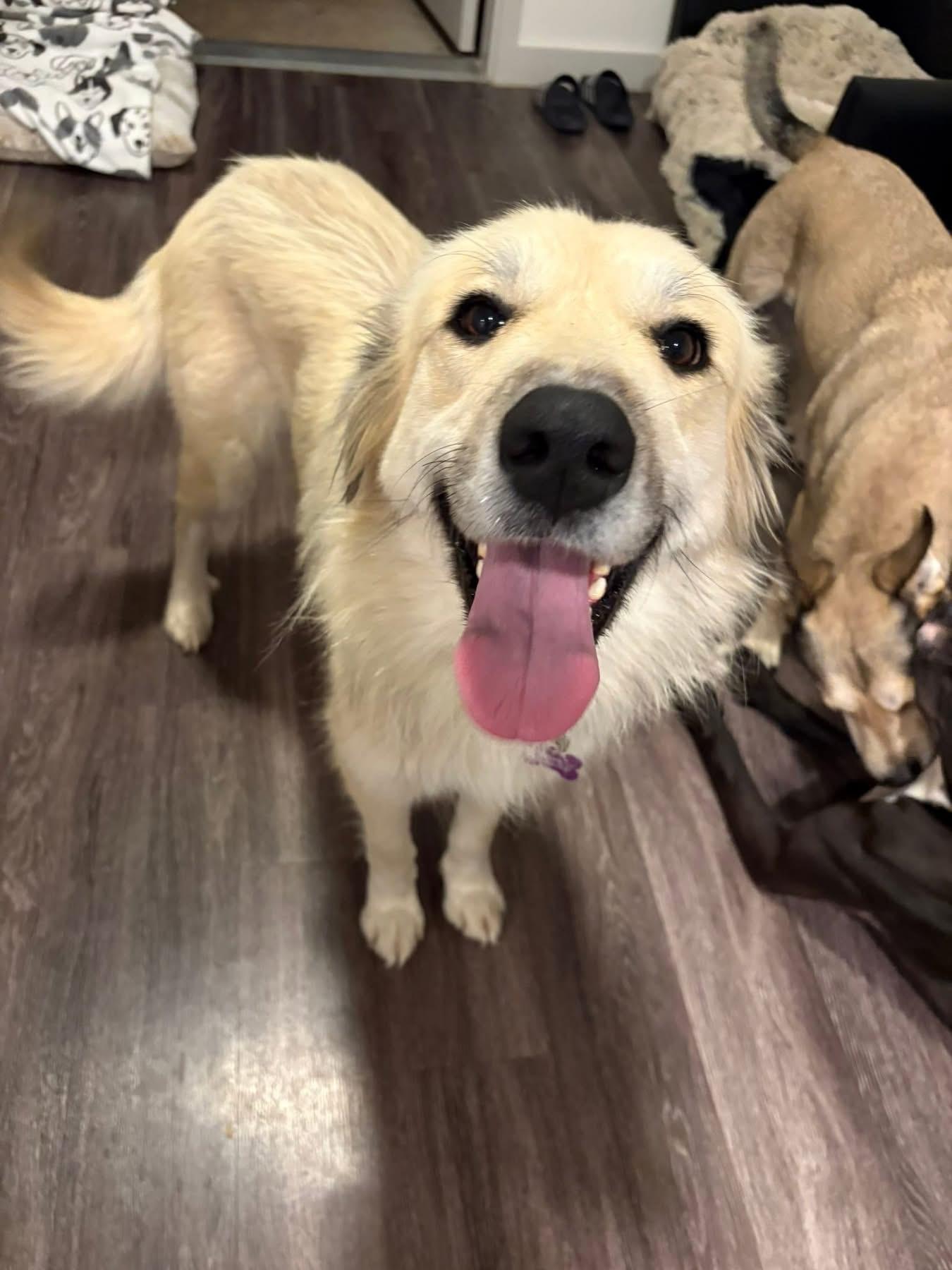 Enlarge Daisy, a ADOPTABLE mixed breed in Southlake, TX image 2/6