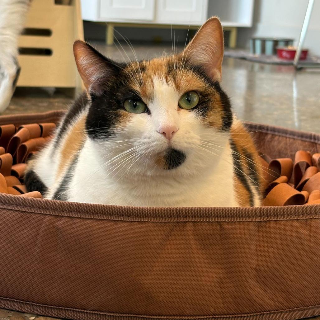 Enlarge Banana, a Adoptable Domestic Short Hair in Louisville, KY image 1/4