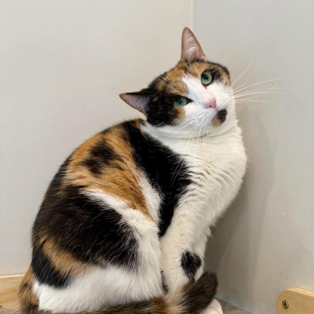 Enlarge Banana, a Adoptable Domestic Short Hair in Louisville, KY image 2/4