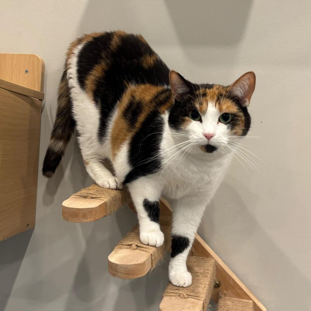 Enlarge Banana, a Adoptable Domestic Short Hair in Louisville, KY image 3/4