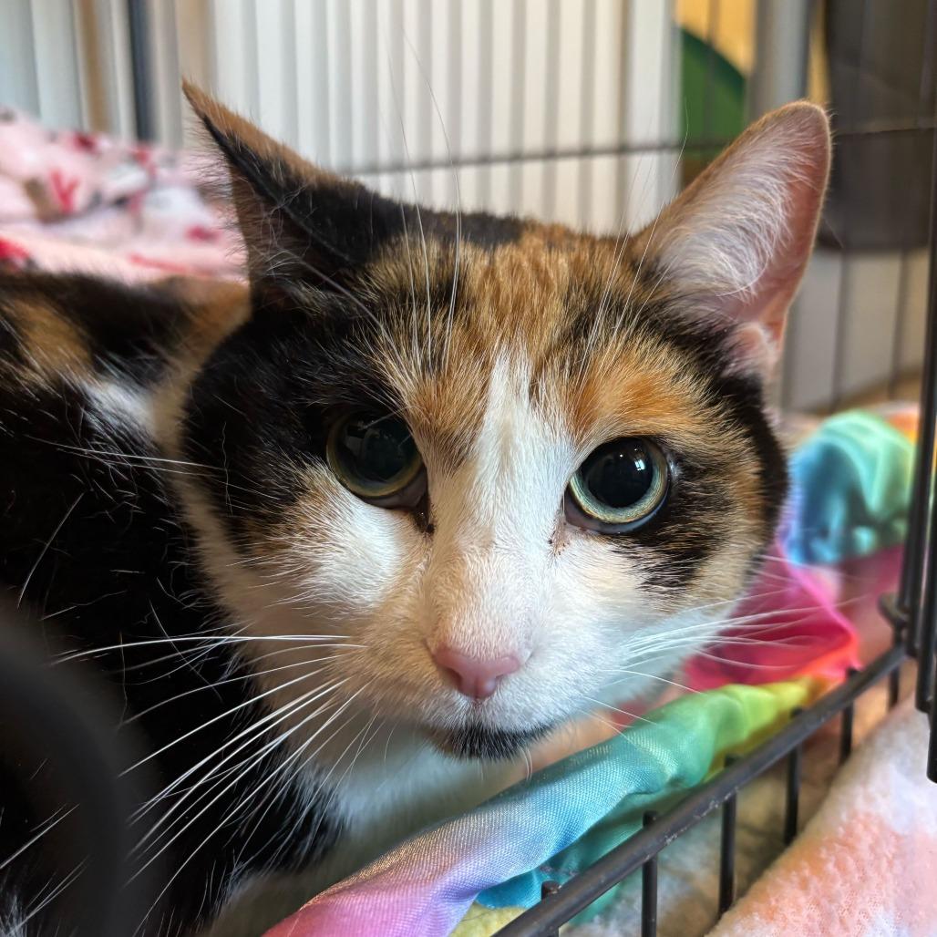 Enlarge Banana, a Adoptable Domestic Short Hair in Louisville, KY image 4/4