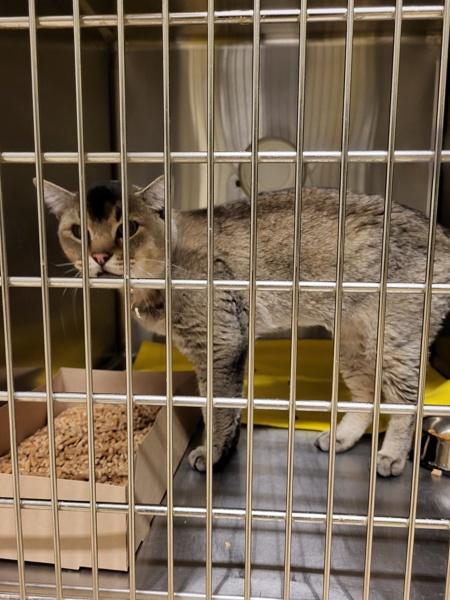 Enlarge Memphis  45956, a Adoptable mixed breed in Pocatello, ID image 1/2