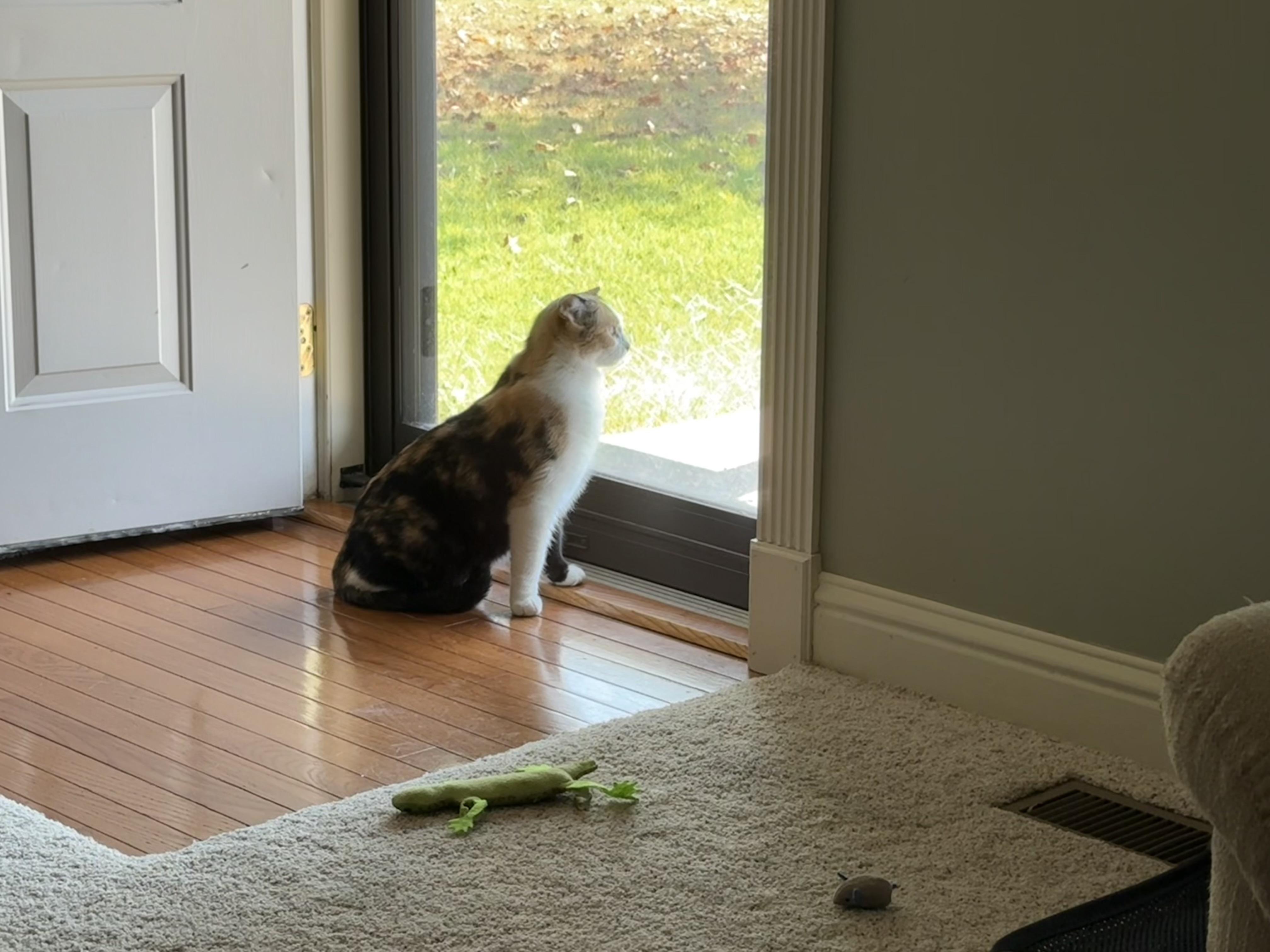 Enlarge Ethel, a ADOPTABLE Calico in Murray, KY image 3/6