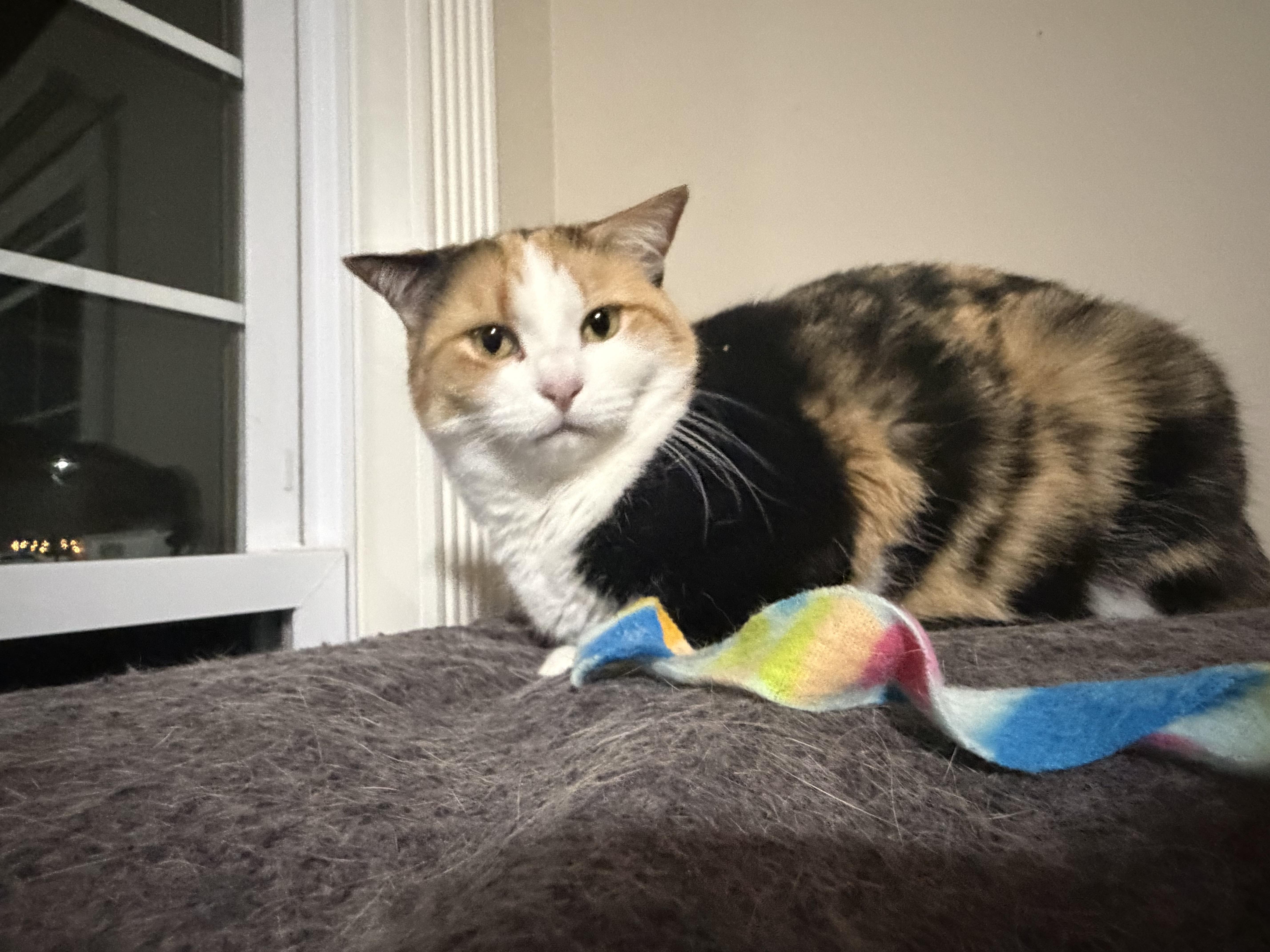 Enlarge Ethel, a ADOPTABLE Calico in Murray, KY image 6/6