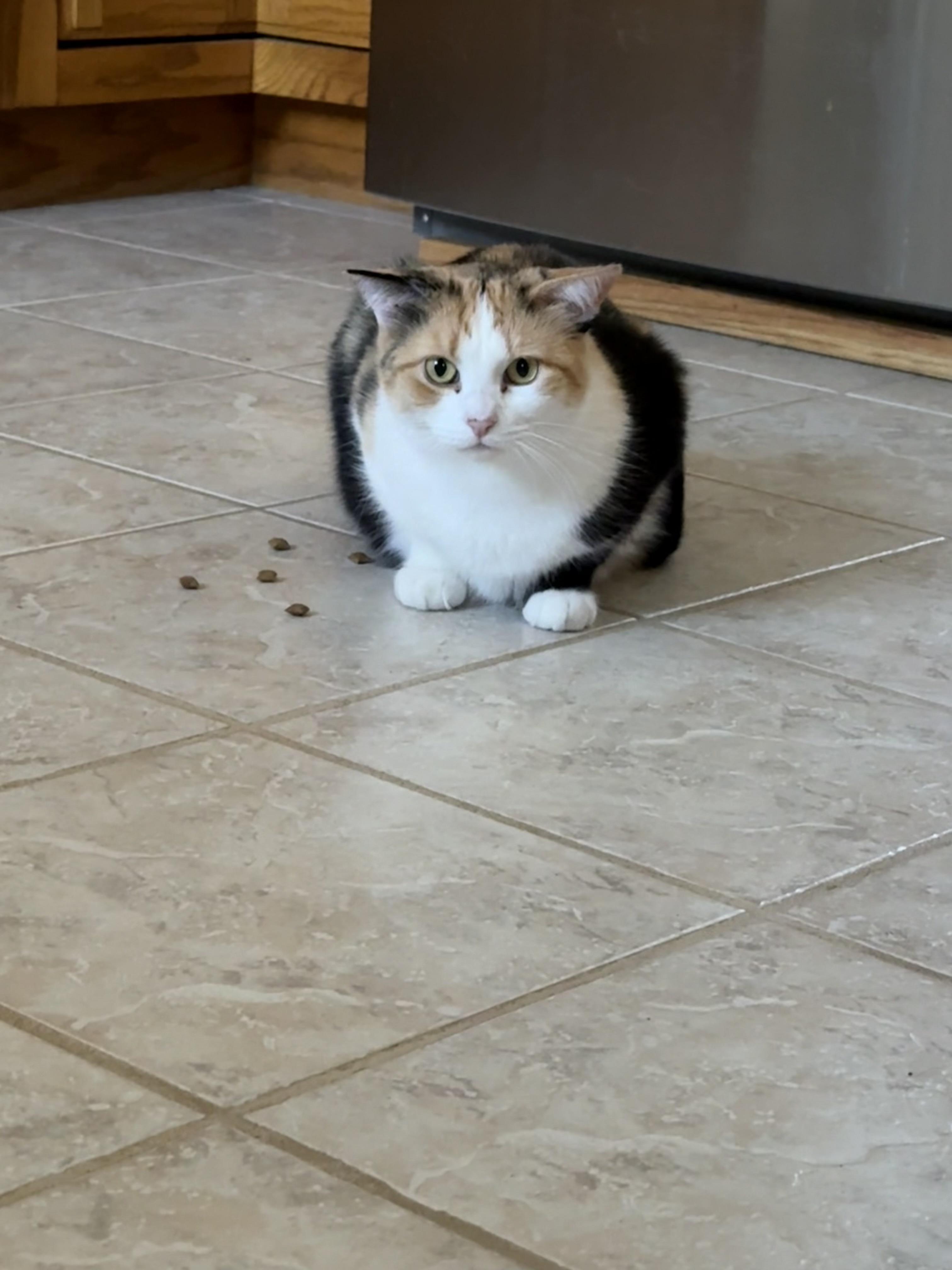 Enlarge Ethel, a ADOPTABLE Calico in Murray, KY image 5/6