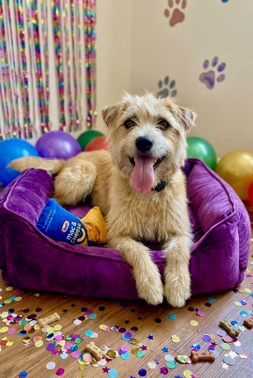 Mocha, Adoptable, Adult Female Terrier.