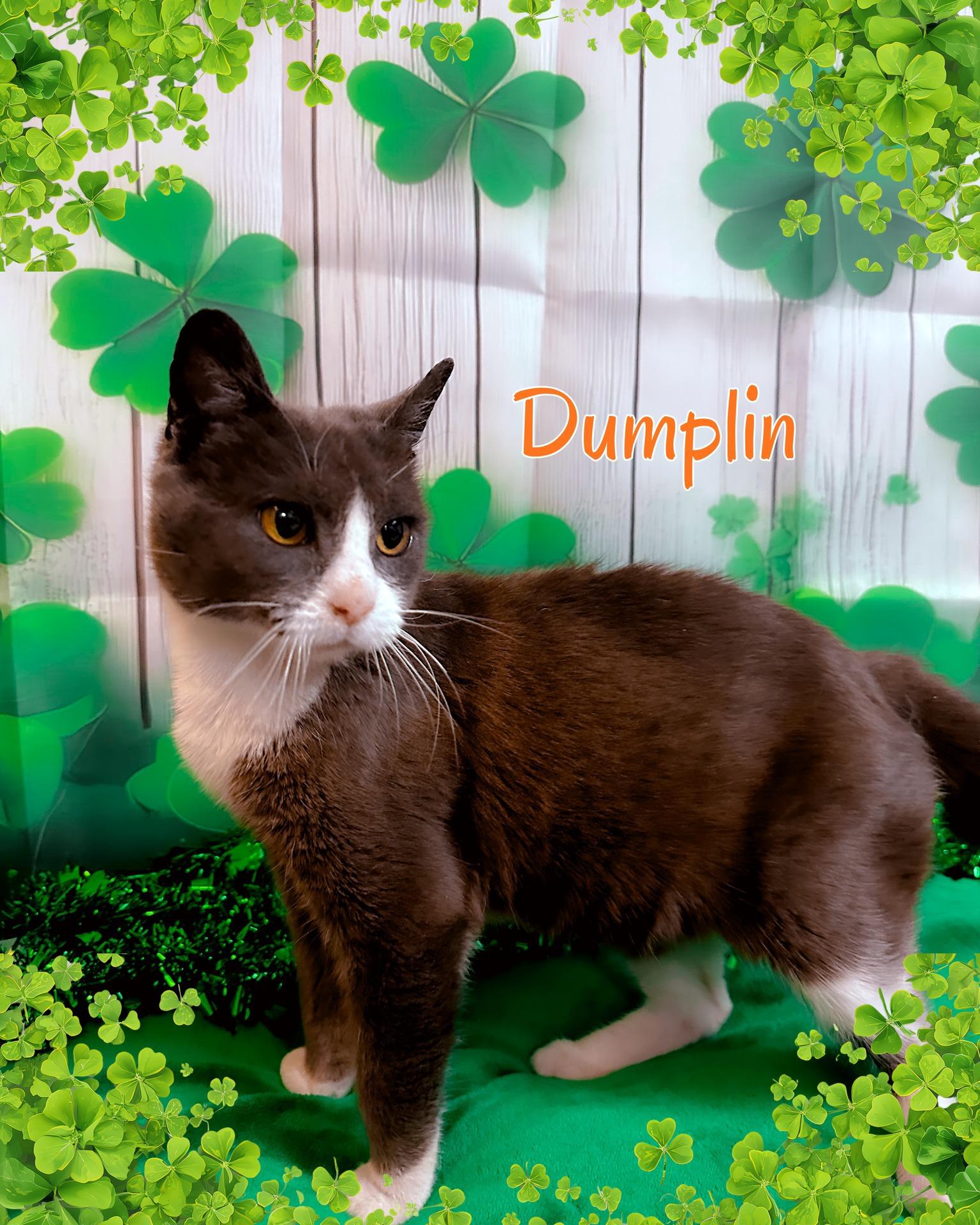 Enlarge Dumplin, a ADOPTABLE Domestic Short Hair in North Myrtle Beach, SC image 3/6