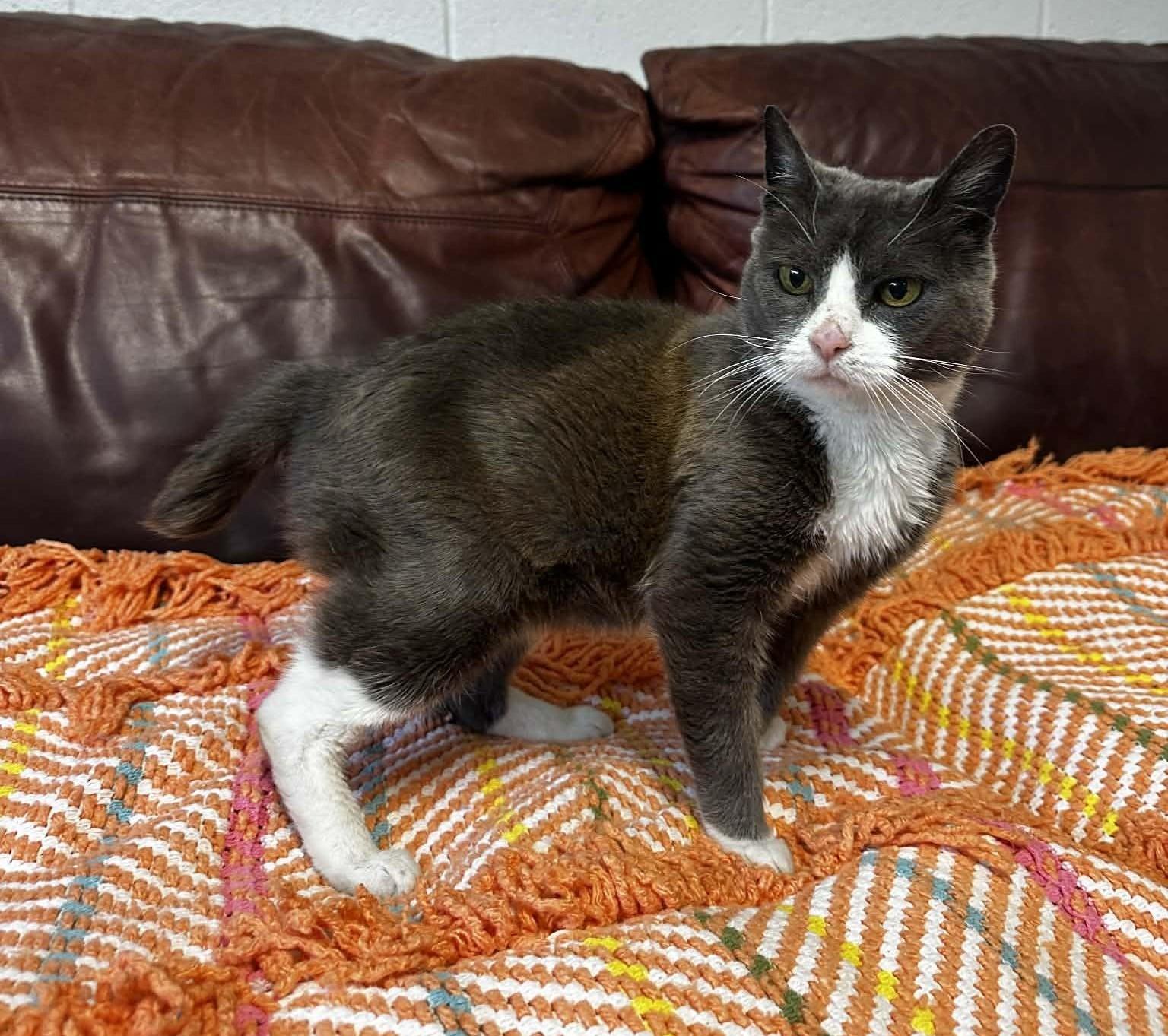 Enlarge Dumplin, a ADOPTABLE Domestic Short Hair in North Myrtle Beach, SC image 5/6