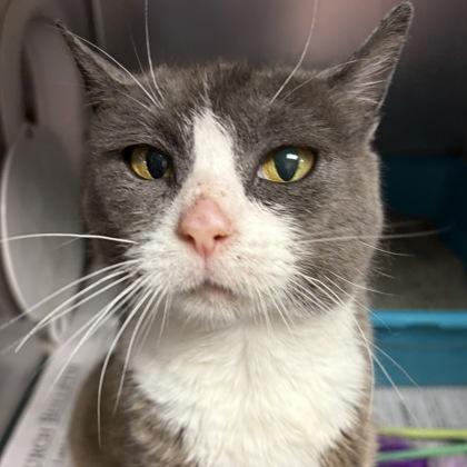 Enlarge Dumplin, a ADOPTABLE Domestic Short Hair in North Myrtle Beach, SC image 4/6