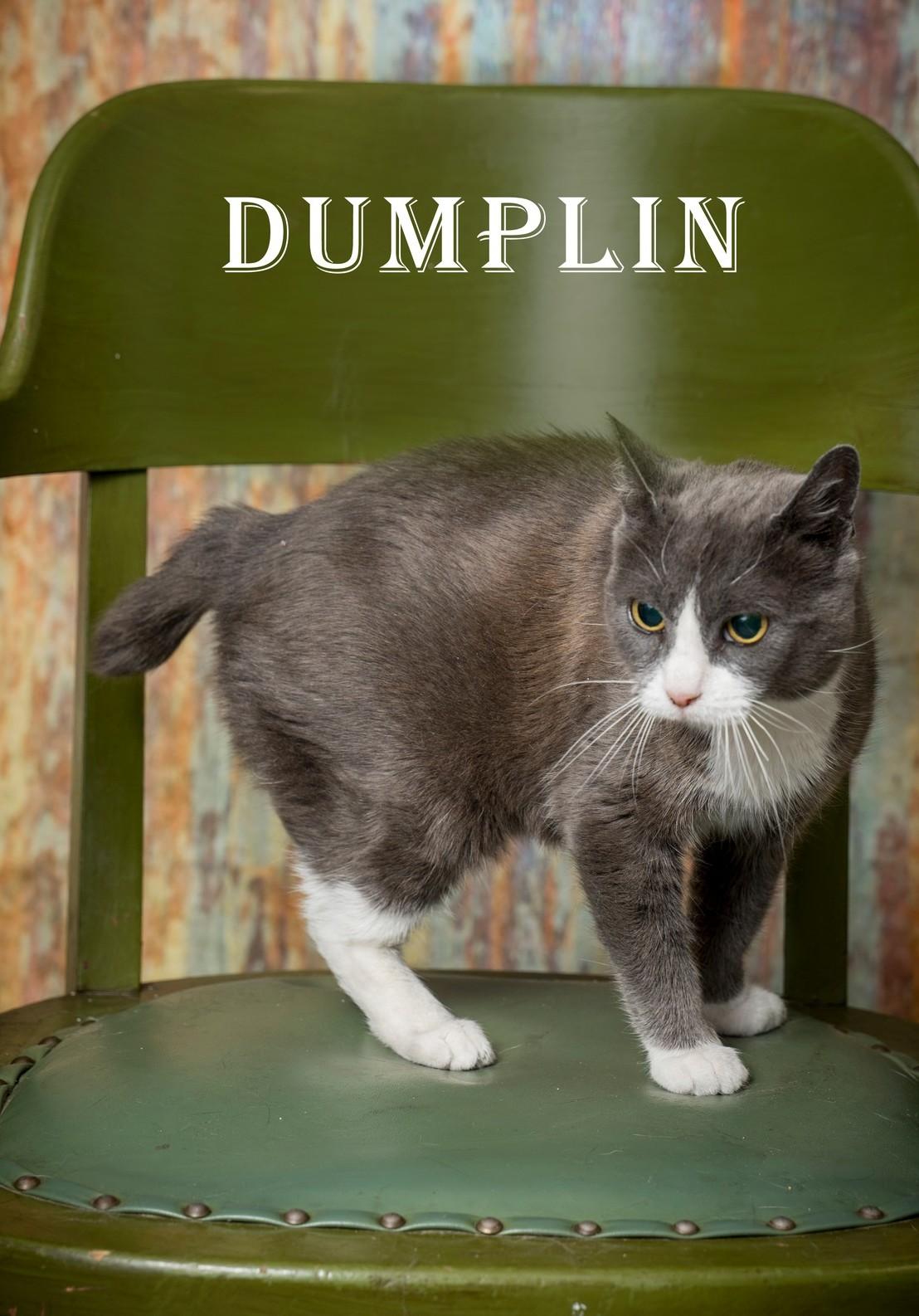 Dumplin, ADOPTABLE, Adult Female Domestic Short Hair.