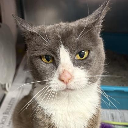 Enlarge Dumplin, a ADOPTABLE Domestic Short Hair in North Myrtle Beach, SC image 1/6