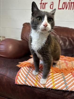 Enlarge Dumplin, a ADOPTABLE Domestic Short Hair in North Myrtle Beach, SC image 6/6