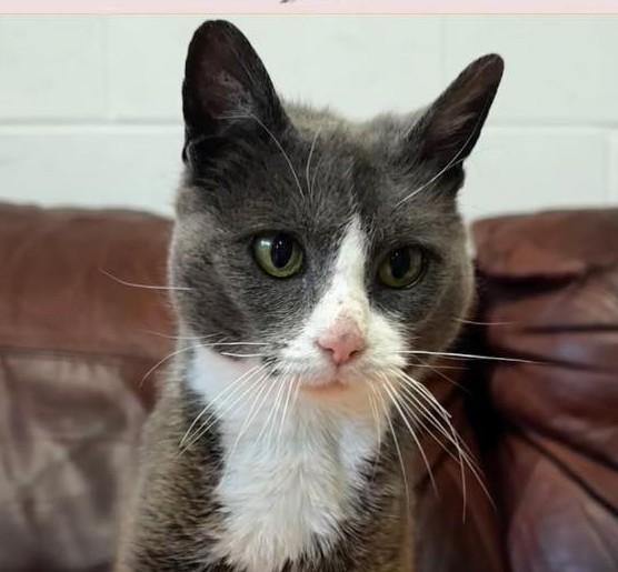 Enlarge Dumplin, a ADOPTABLE Domestic Short Hair in North Myrtle Beach, SC image 2/6