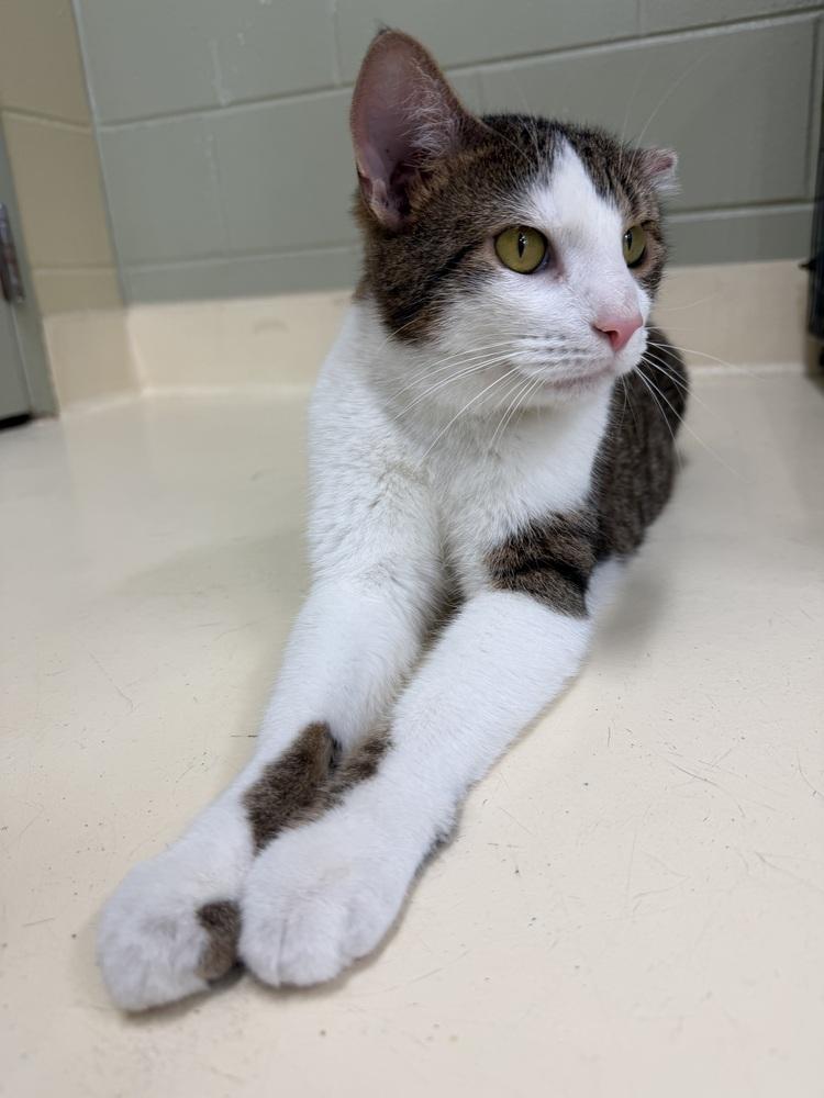 Fidget, Adoptable, Adult Male Domestic Short Hair.