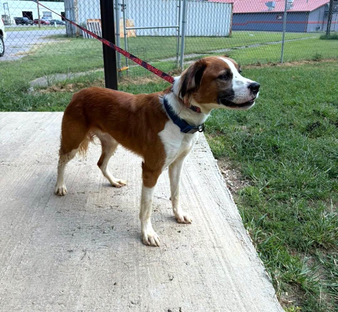 Enlarge Momo, a Adoptable mixed breed in Metropolis, IL image 2/3
