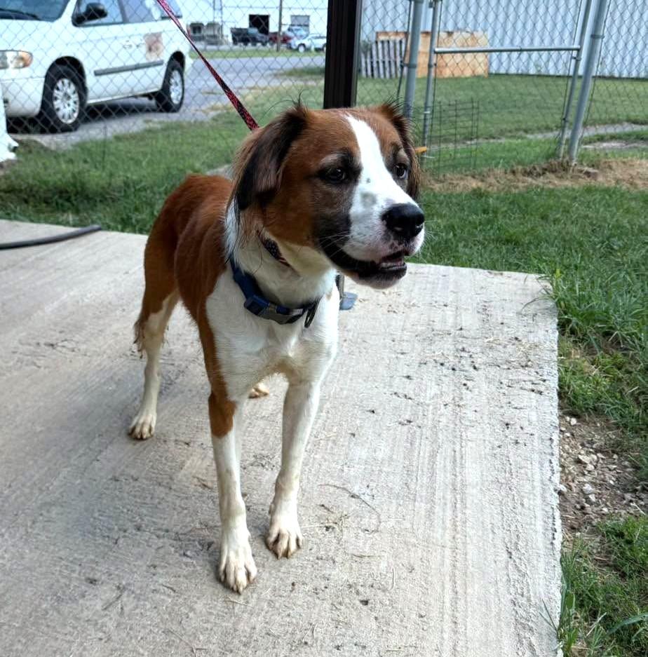 Enlarge Momo, a Adoptable mixed breed in Metropolis, IL image 3/3