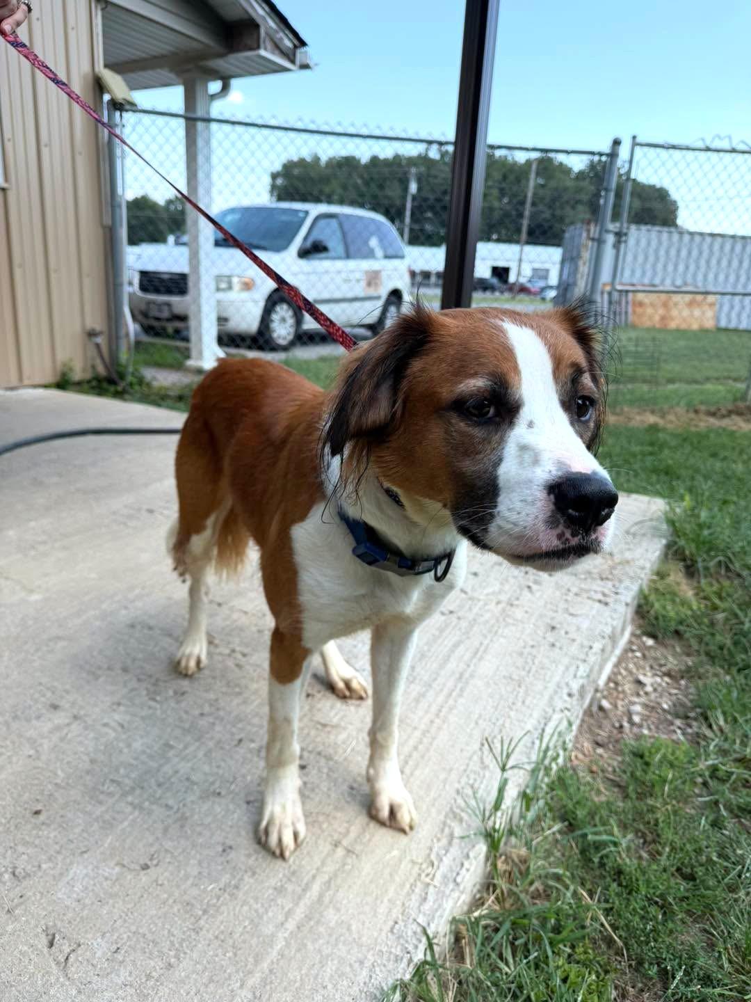 Enlarge Momo, a Adoptable mixed breed in Metropolis, IL image 1/3