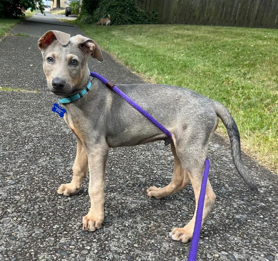 Duke, Adopted, Puppy Male Doberman Pinscher.