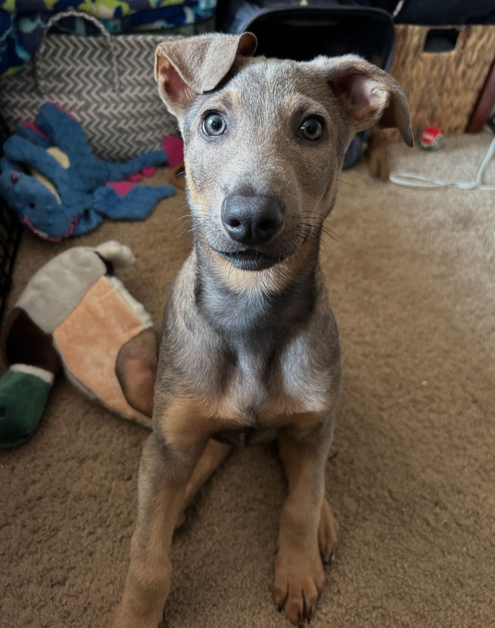 Enlarge Duke, a Adopted Doberman Pinscher in Bothell, WA image 2/3