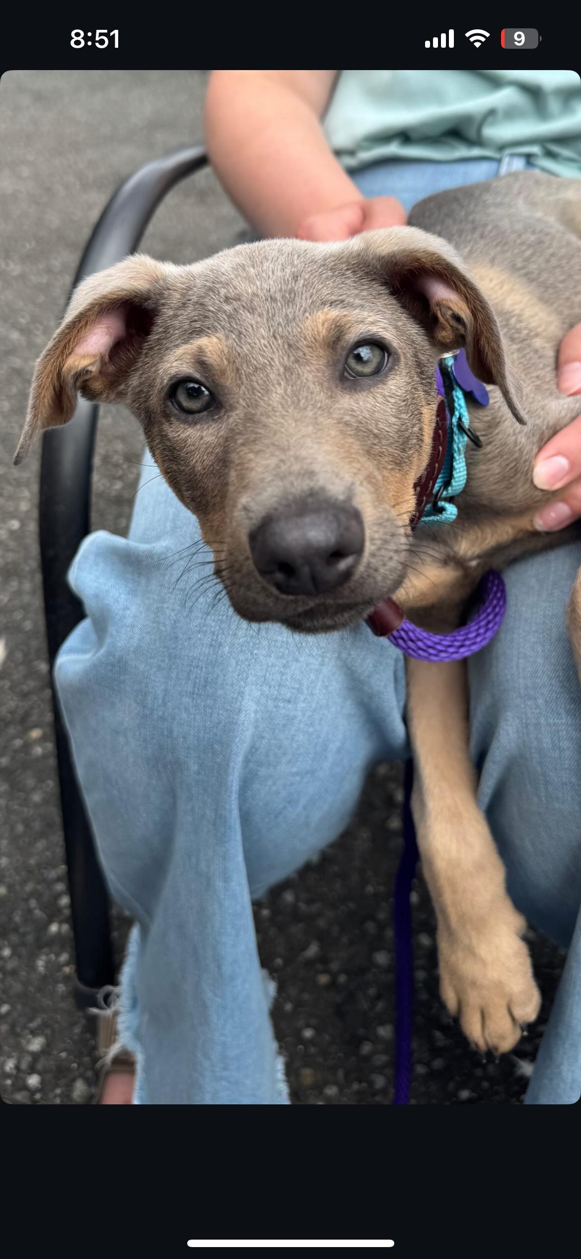 Enlarge Duke, a Adopted Doberman Pinscher in Bothell, WA image 3/3