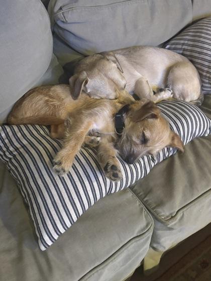 Jack Tripper, Adoptable, Puppy Male Mixed Breed & Mixed Breed.