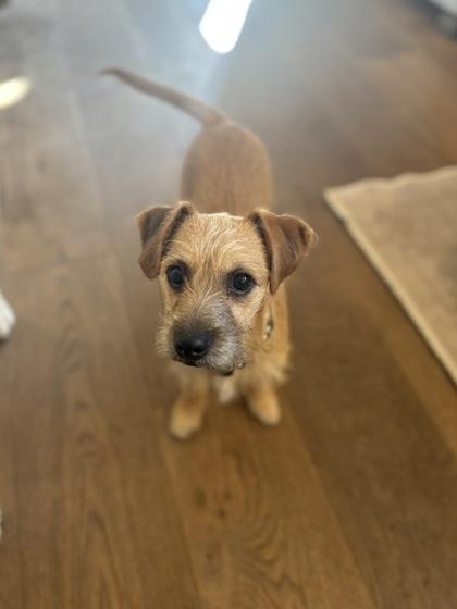 Jack Tripper, an adopted mixed breed in Pleasanton, CA image 2/3