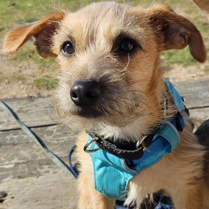 Jack Tripper, an adopted mixed breed in Pleasanton, CA image 3/3
