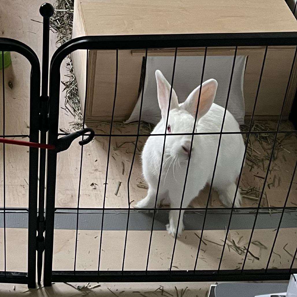 Bunjamin, Adoptable, Adult Male Florida White.