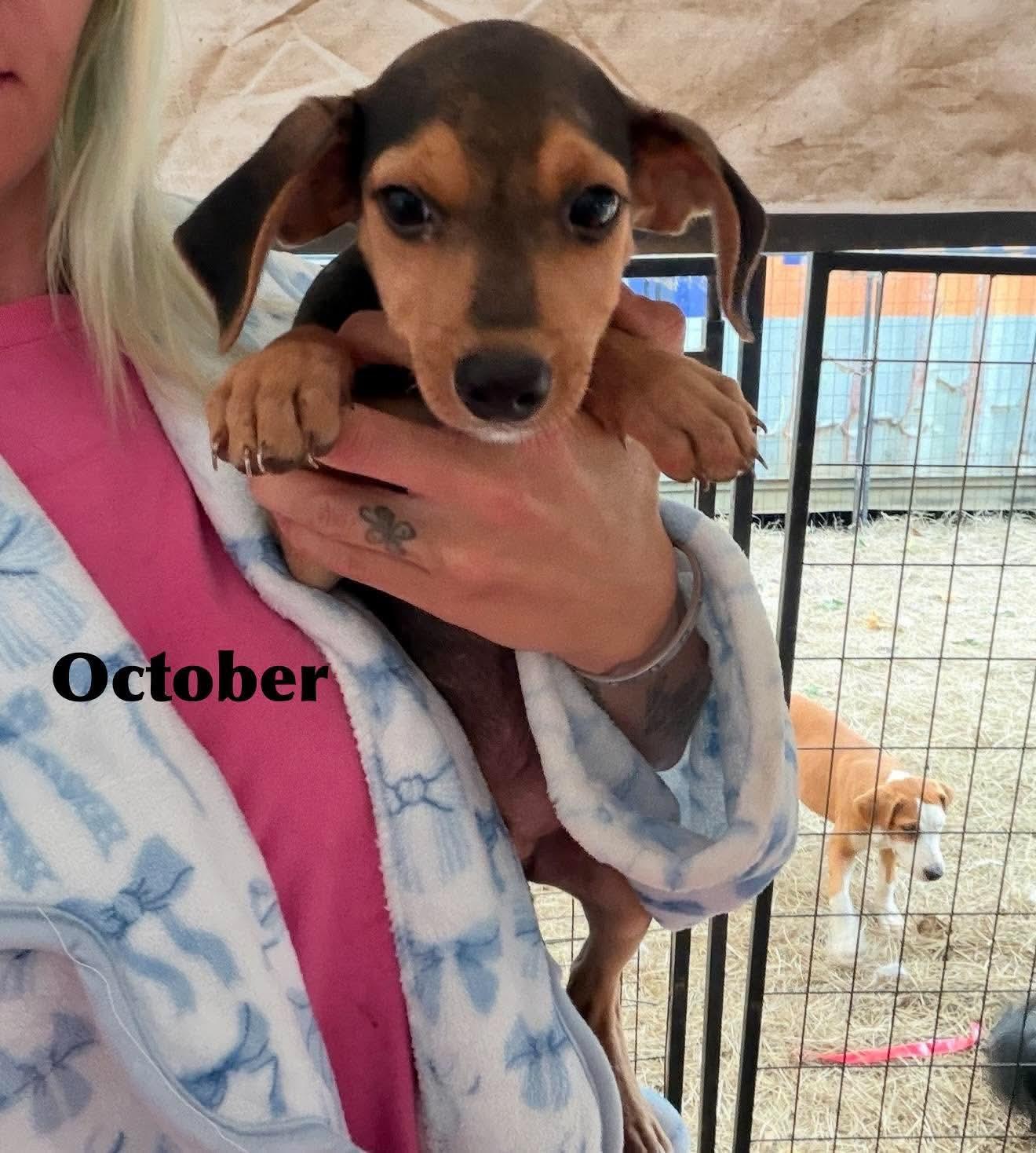 October SS in MS photo