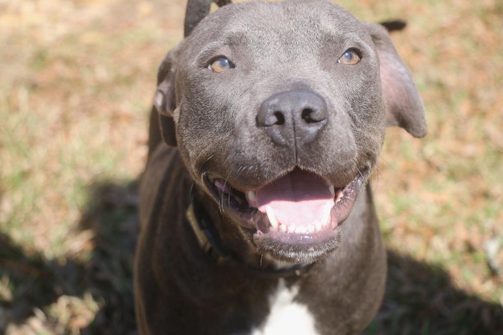 Enlarge Lenore 26, a Adoptable Staffordshire Bull Terrier in Brookhaven, MS image 1/3