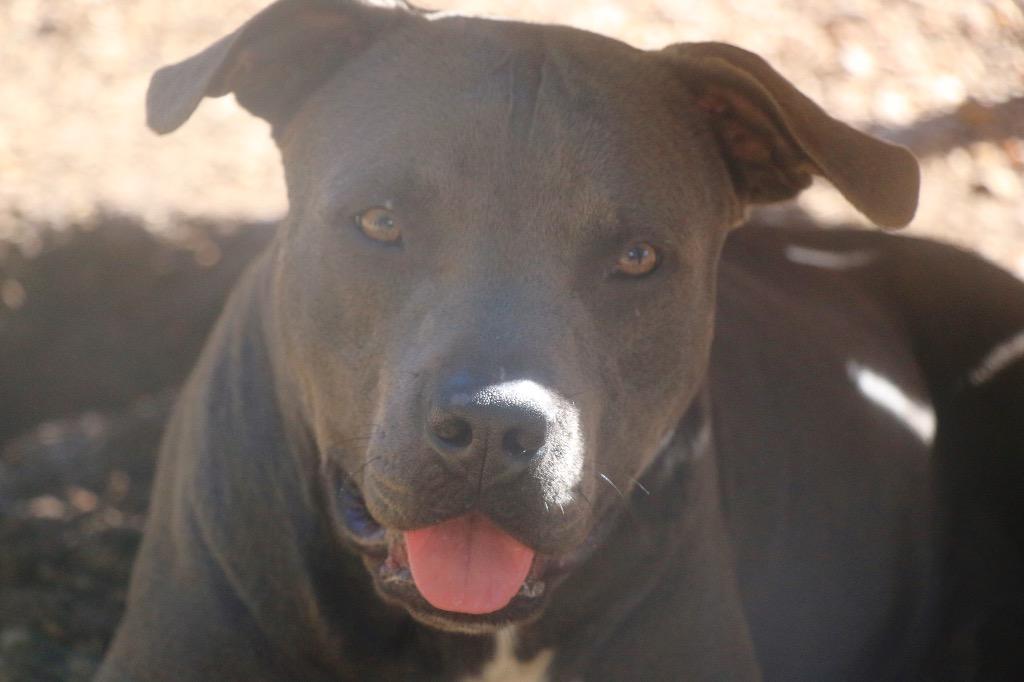 Enlarge Lenore 26, a Adoptable Staffordshire Bull Terrier in Brookhaven, MS image 2/3