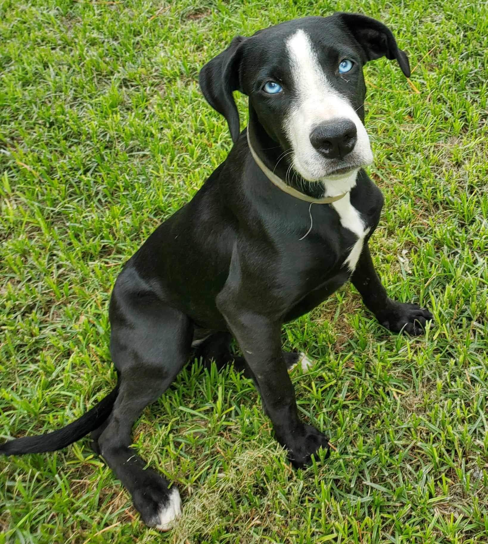 Dog for adoption Trina, a Catahoula Leopard Dog Mix in Joppa, MD