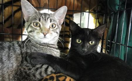 Coco and Foxy, a Adoptable Domestic Short Hair in Newport Beach, CA image 2/3