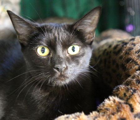 Coco and Foxy, a Adoptable Domestic Short Hair in Newport Beach, CA image 3/3