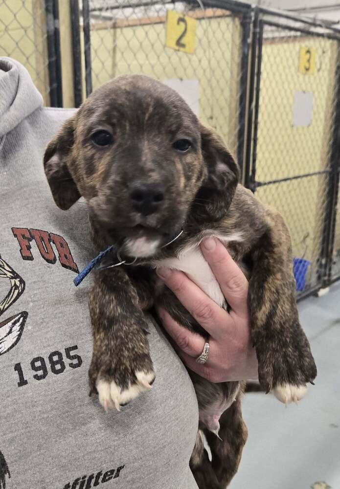 Enlarge Bear, a Adoptable Plott Hound in Waverly, OH image 1/1