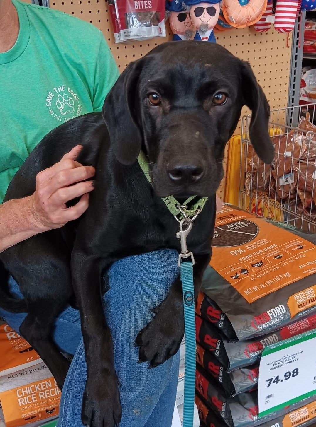 Boogeyman, Adoptable, Young Male Beagle & Black Labrador Retriever.