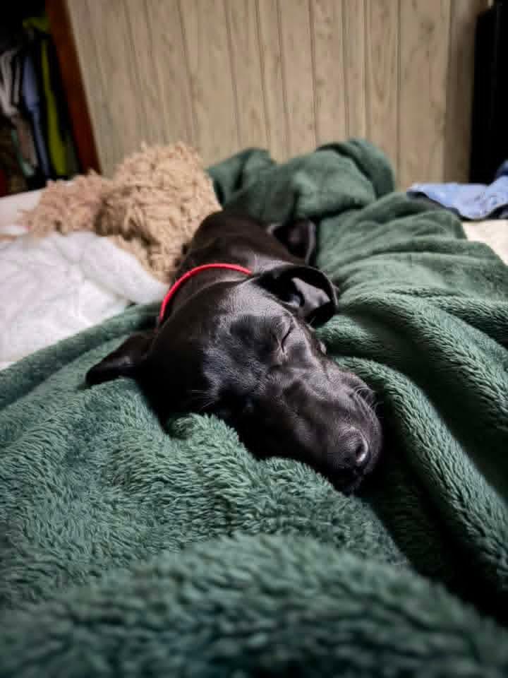 Enlarge Boogeyman, a Adoptable mixed breed in Evansville, IN image 2/2