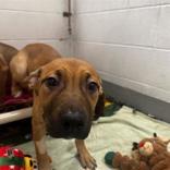 Enlarge Desdamona, a ADOPTABLE Mixed Breed in Hilliard, OH image 1/1