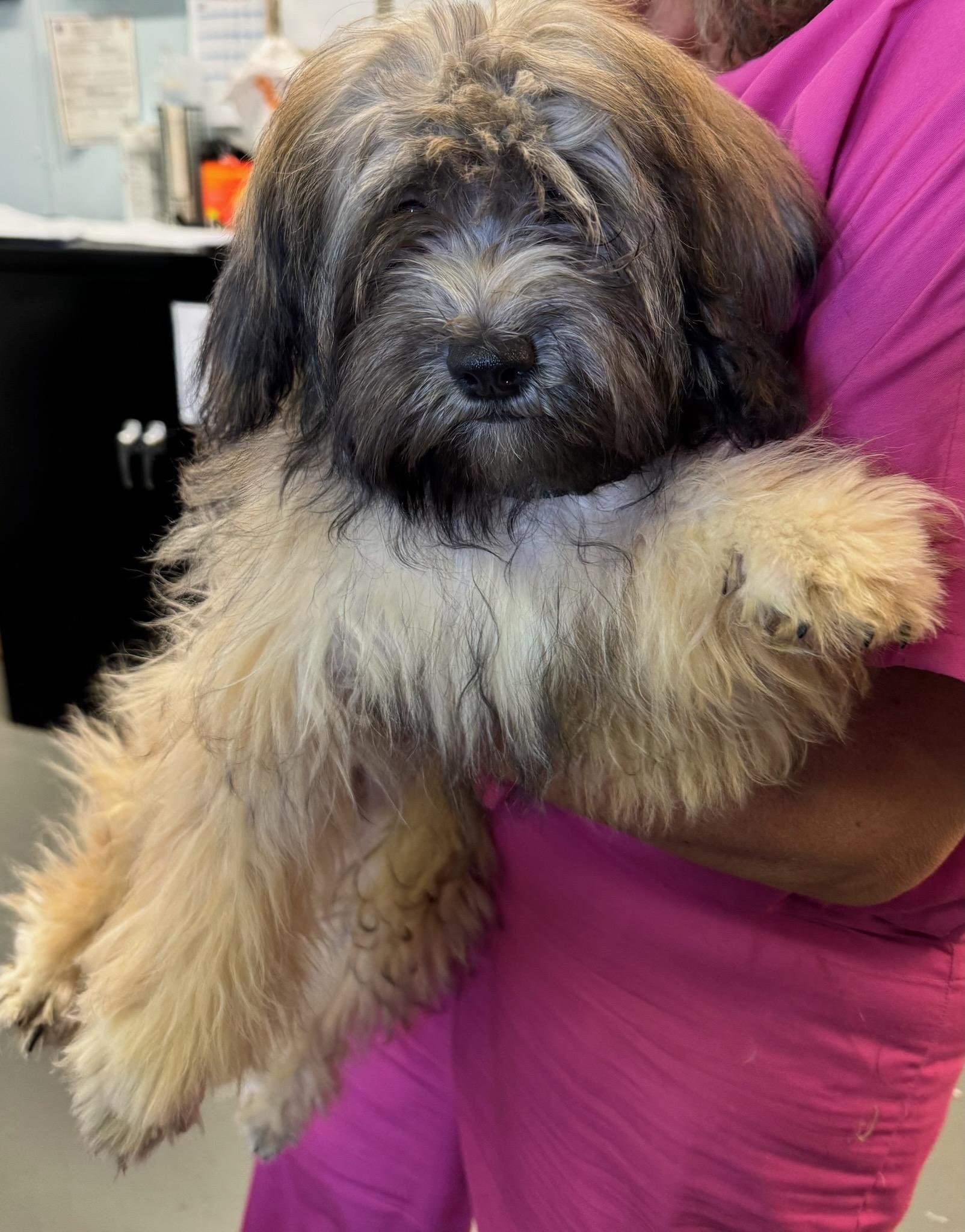 Storm, adopted, Puppy Male Mixed Breed.