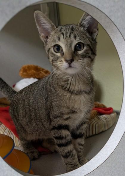 Enlarge Alfred, a Adoptable mixed breed in Divide, CO image 1/1