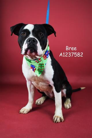 Enlarge Bree -- LONGTIME RESIDENT!, a ADOPTABLE mixed breed in Thousand Oaks, CA image 1/1