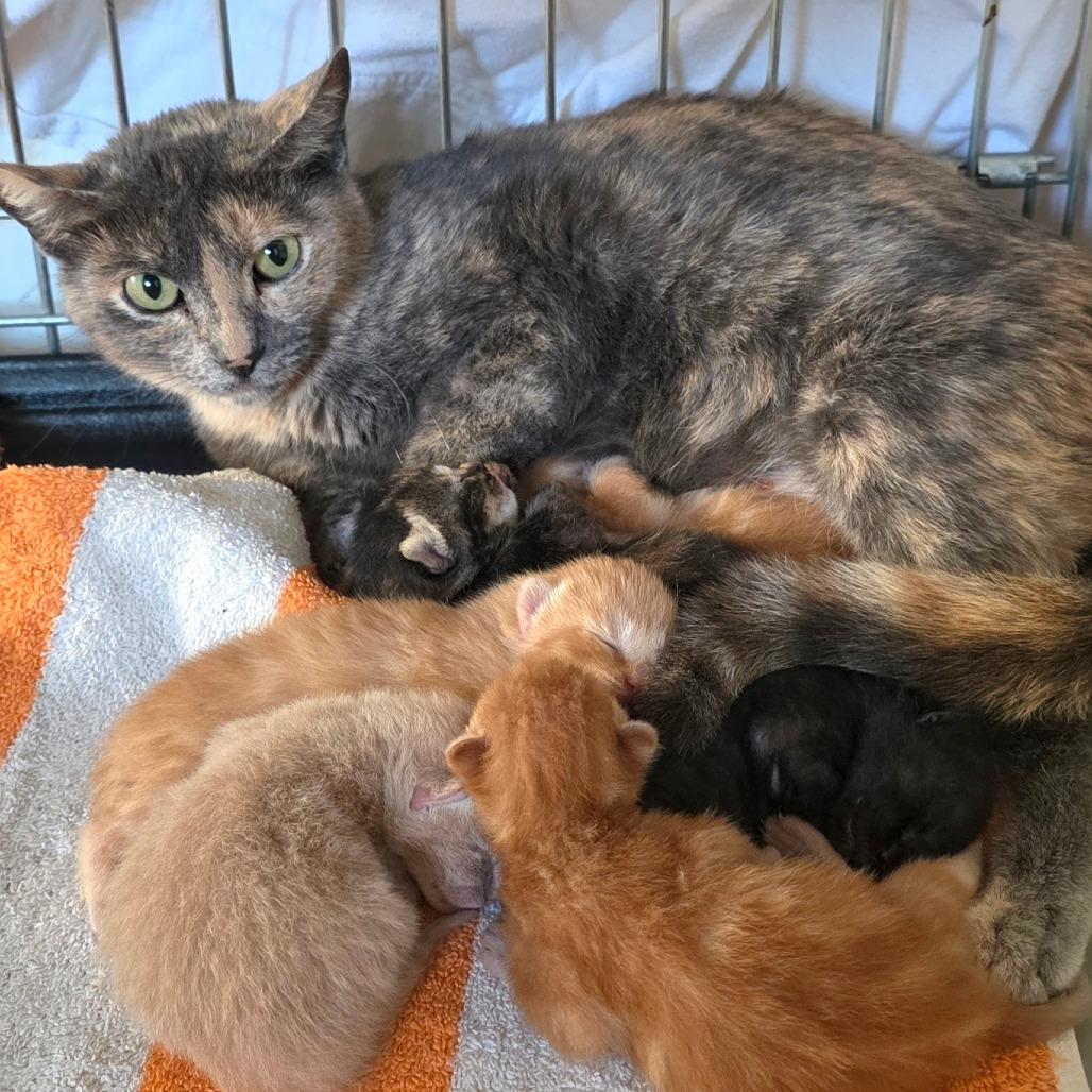 #6, Adoptable, Kitten Female Domestic Short Hair.