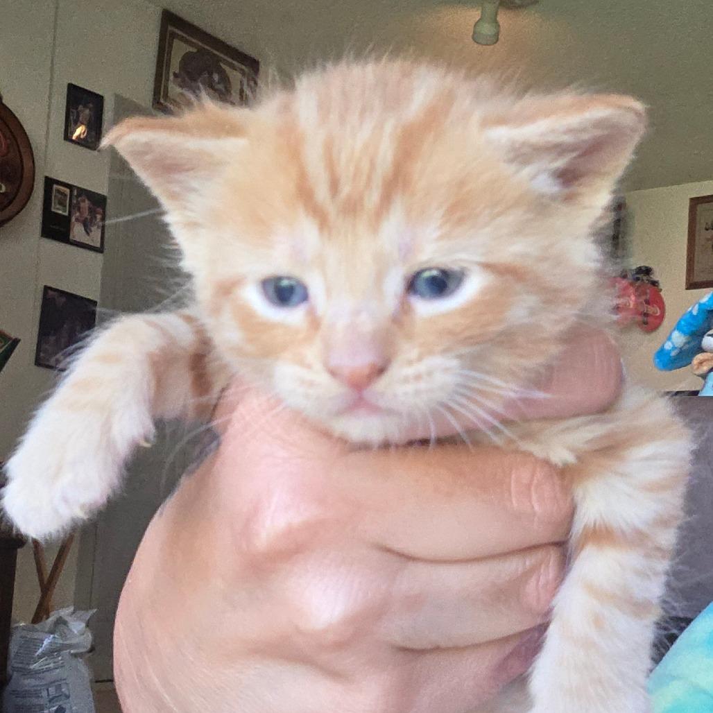 Enlarge #6, a Adoptable Domestic Short Hair in Calimesa, CA image 2/3