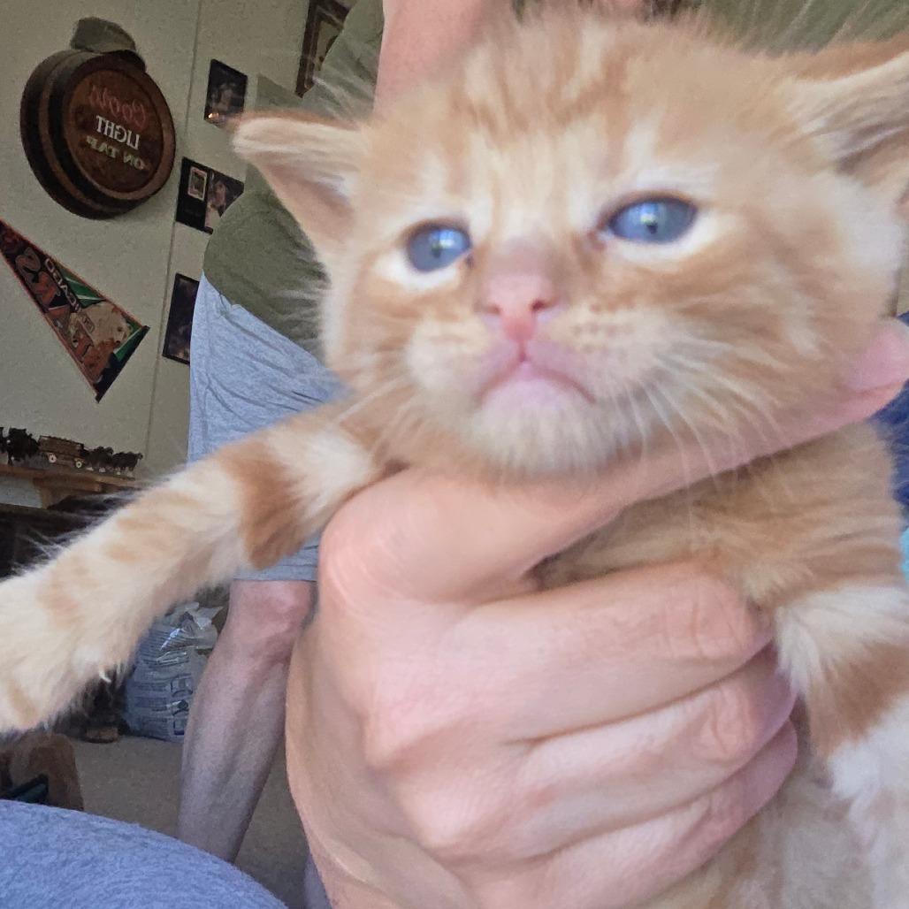 Enlarge #6, a Adoptable Domestic Short Hair in Calimesa, CA image 3/3