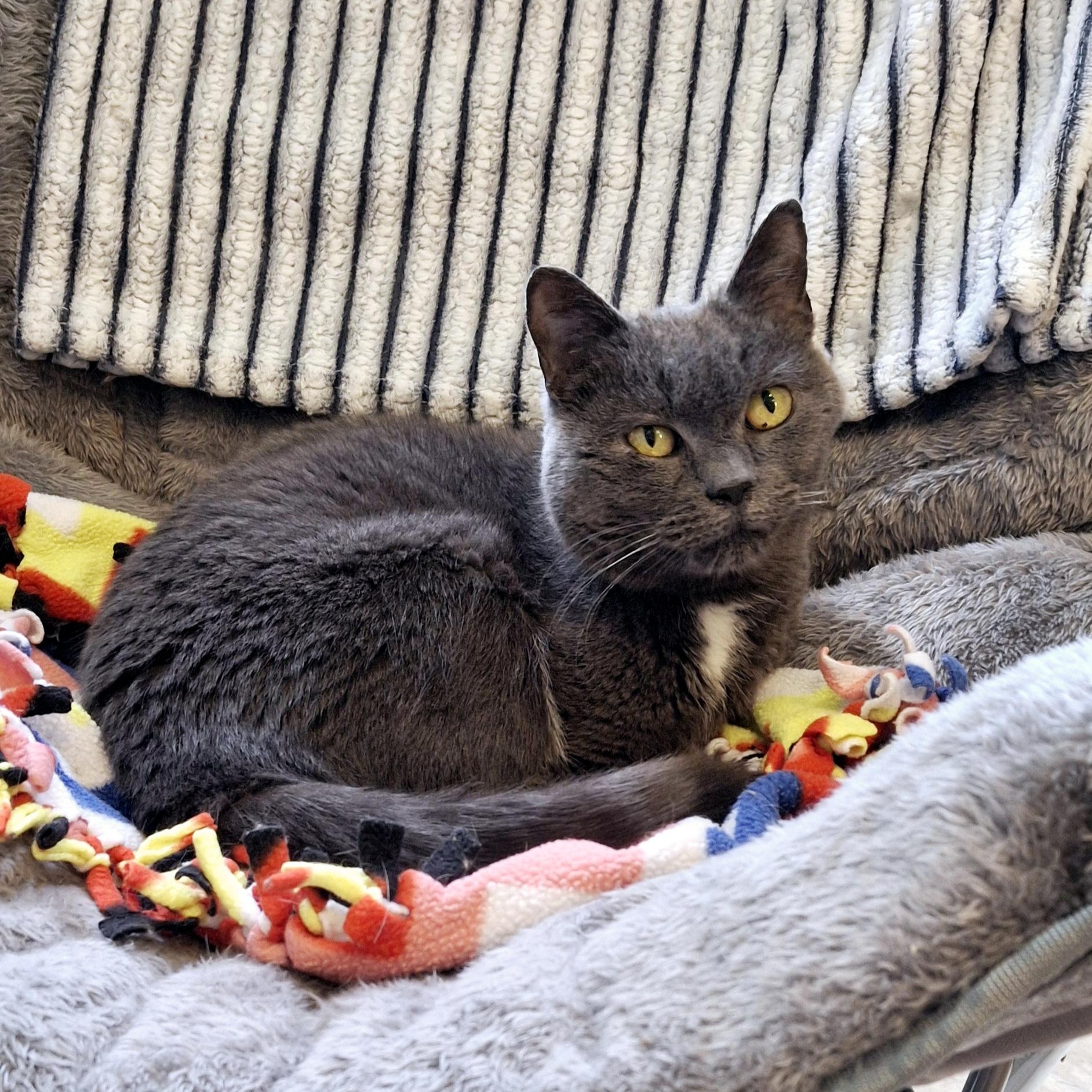 Gabby, Adult Female Domestic Short Hair