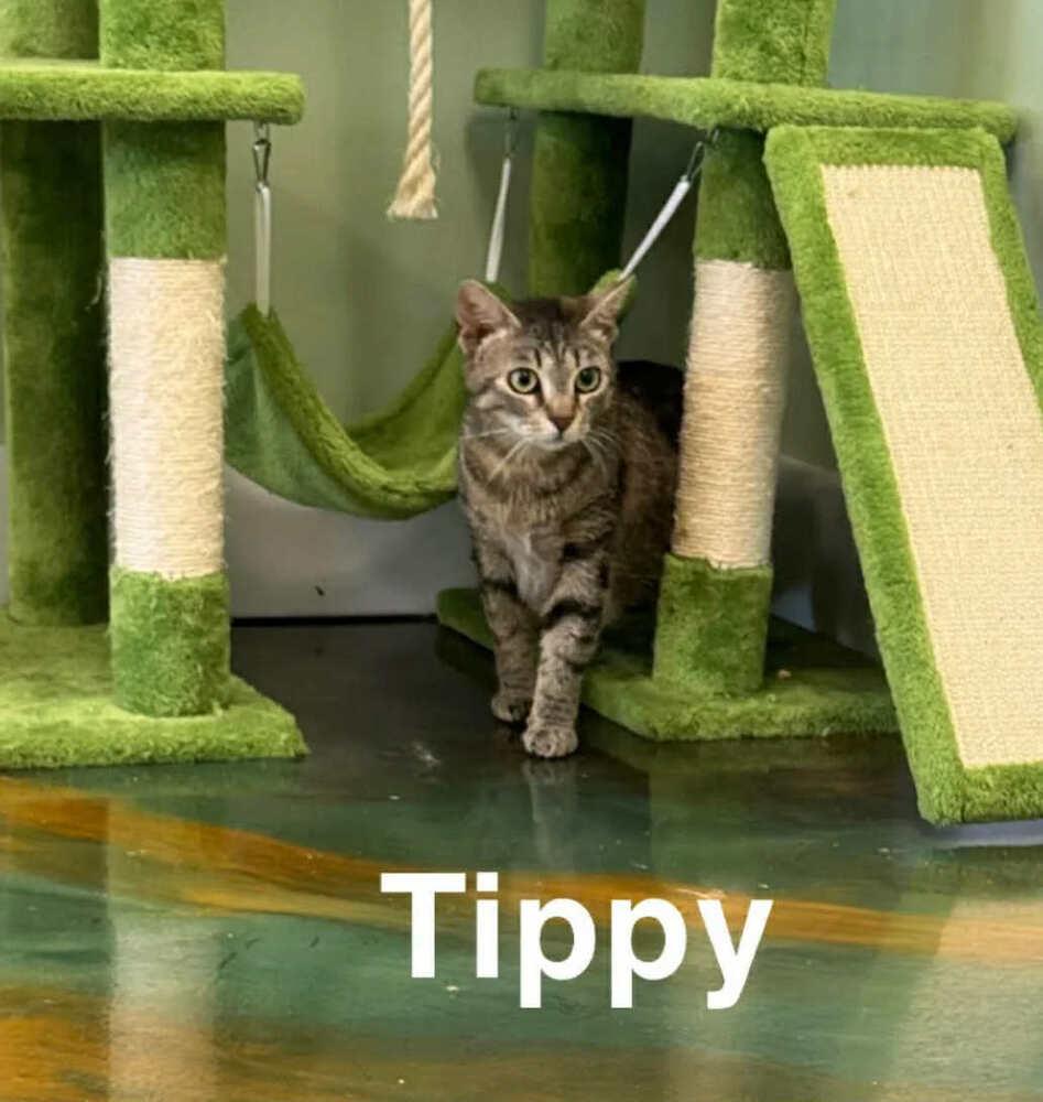 Tippy, Adoptable, Young Female Domestic Short Hair.