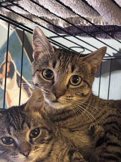 Enlarge Nita 52507, a ADOPTABLE Domestic Short Hair in Oklahoma City, OK image 1/1