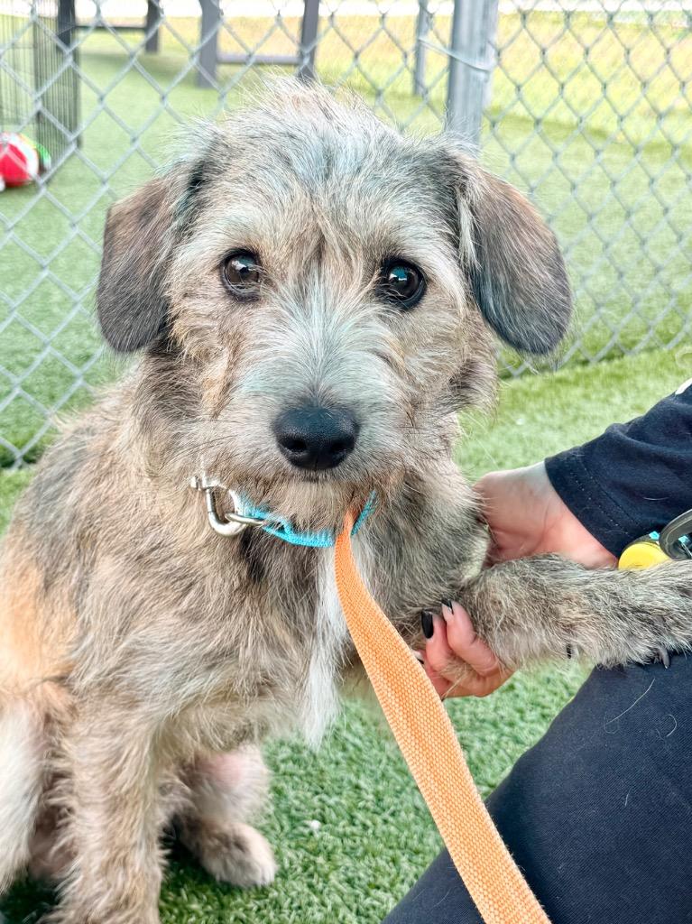 Enlarge Glenwood, a Adoptable mixed breed in Cape Coral, FL image 1/1