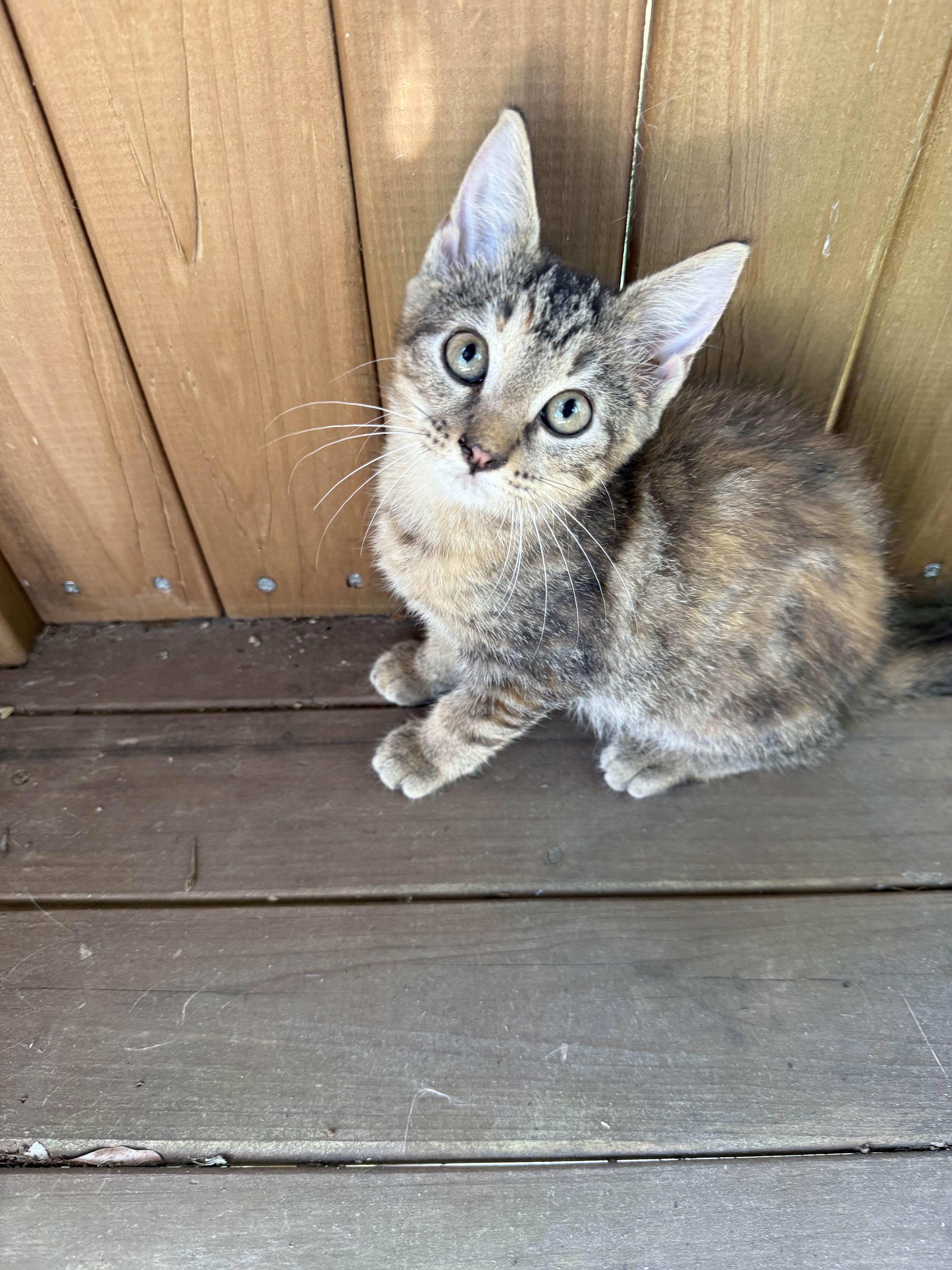 Pria, a Adoptable mixed breed in Bellingham, WA image 2/5